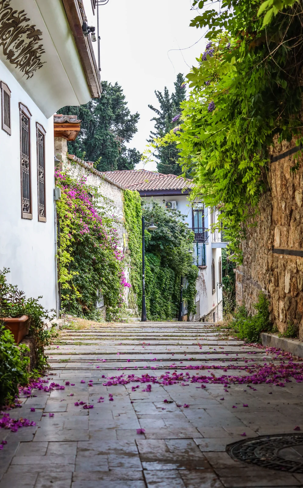 Bougainvillea along a stone-paved street between traditional houses in Kaleiçi, Antalya